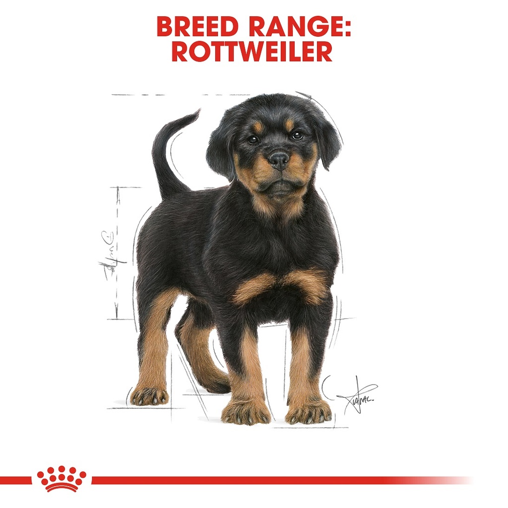 Royal canin rottweiler 12 hot sale kg